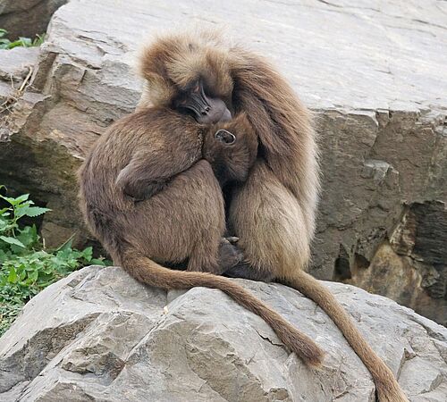 Populationskontrolle in Zoos: Artenschutz und Tierwohl