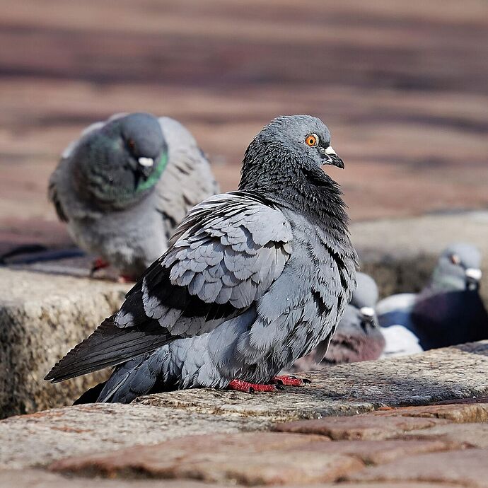 Tauben: Tötungsvorfall Stadelhofen