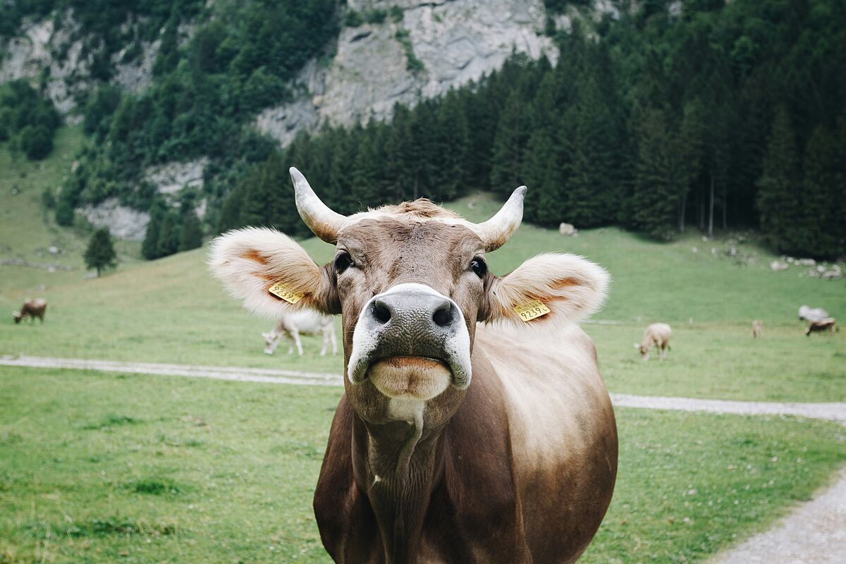 ProTier Spenden für mehr Tierwohl