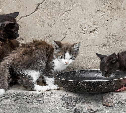 Und wieder keine Kastrationspflicht für Freigänger-Katzen