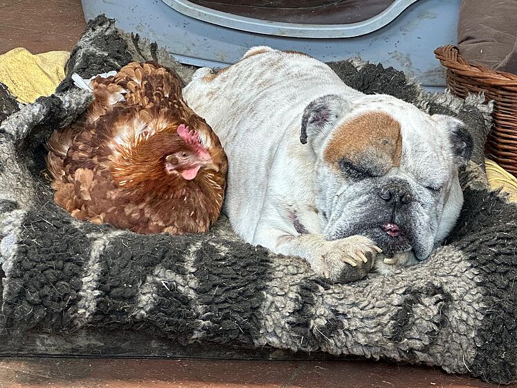 Wendy Welt Hettenschwil