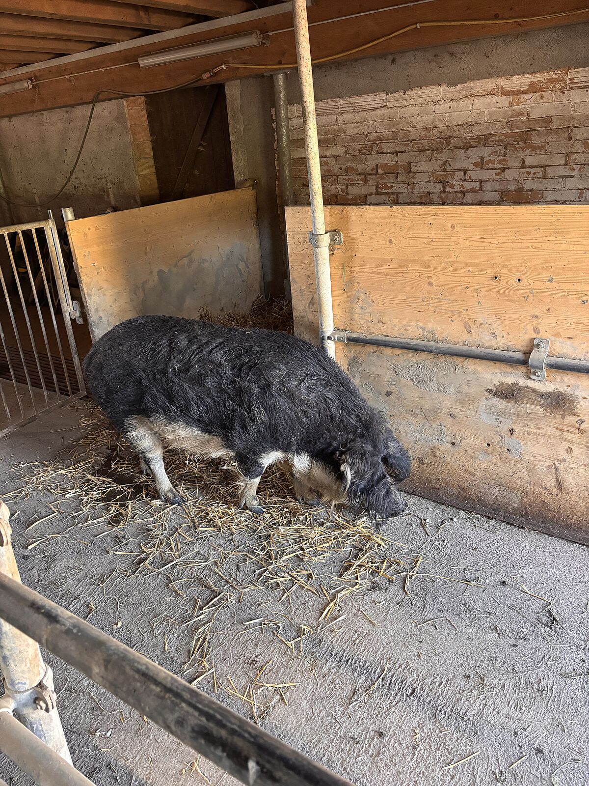 Wollschwein