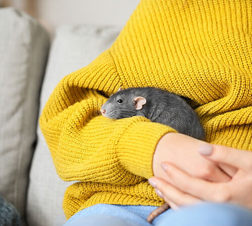 Tiere sind keine Gadgets