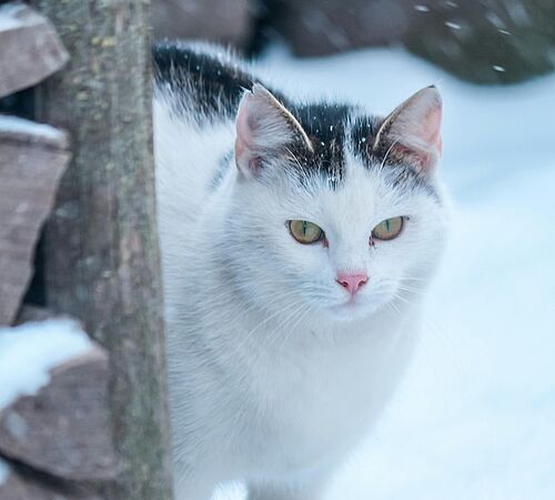 Wintercheck für Katzenkolonien