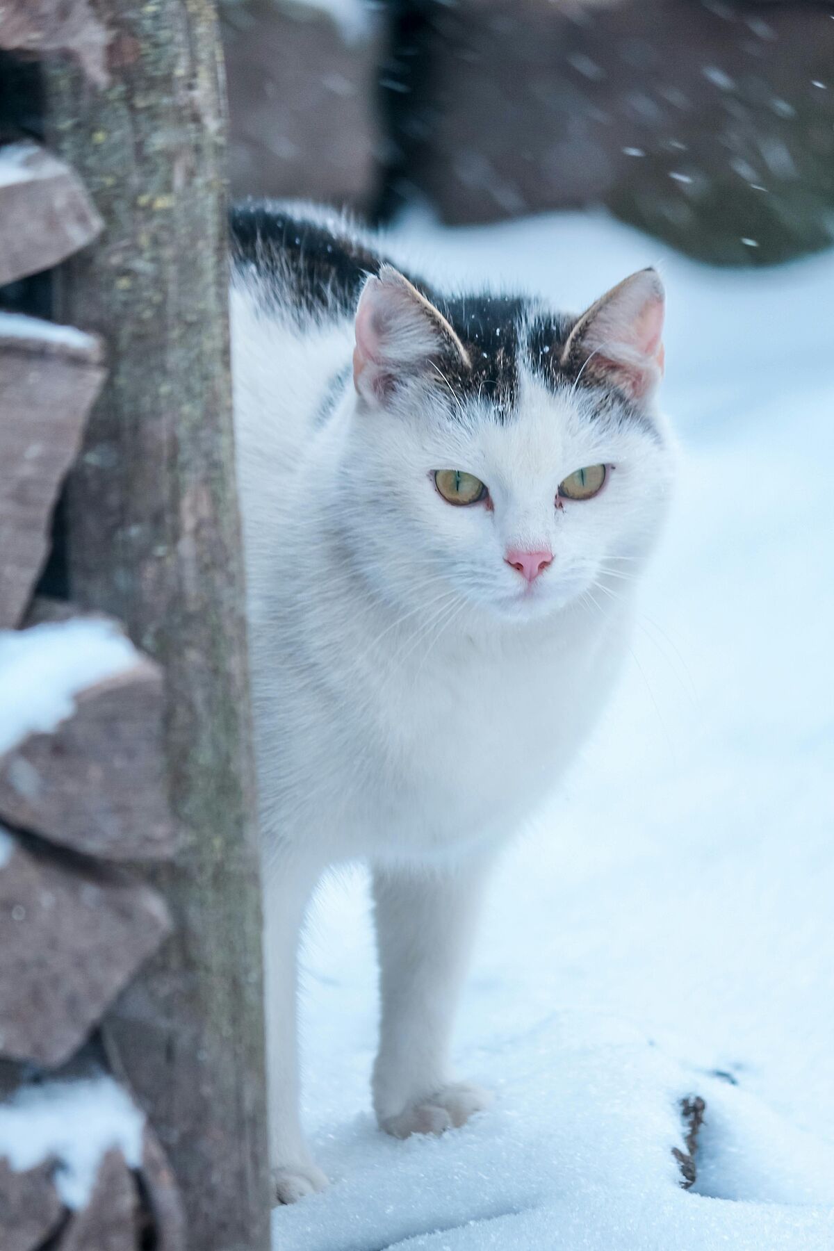 Eine Katze im Schnee mit dickem Winterfell