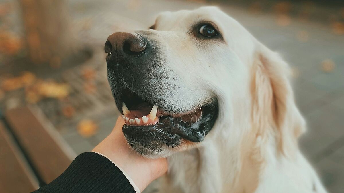 Beziehung Mensch und Hund