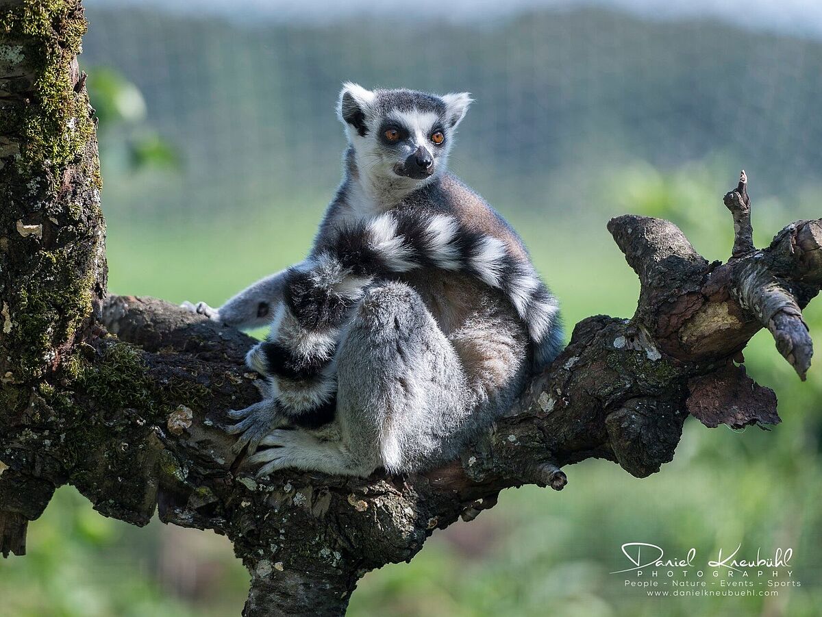 Lemur im Mini Zoo Zahir