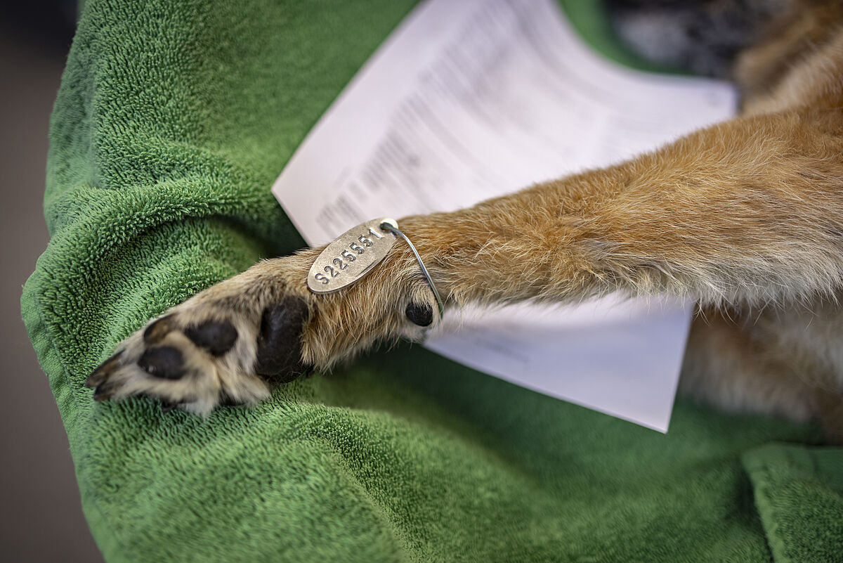 Ein Hund mit Chip-ID im Tierkrematorium