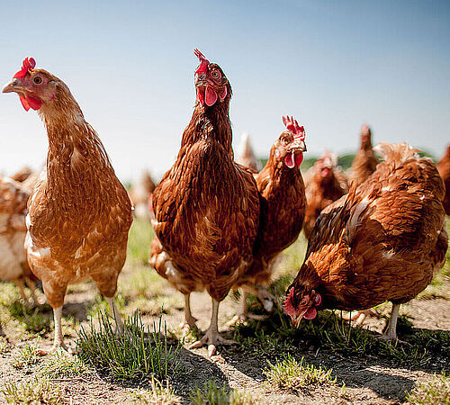 Ostern ohne Eier: Eine Entscheidung mit grosser Wirkung
