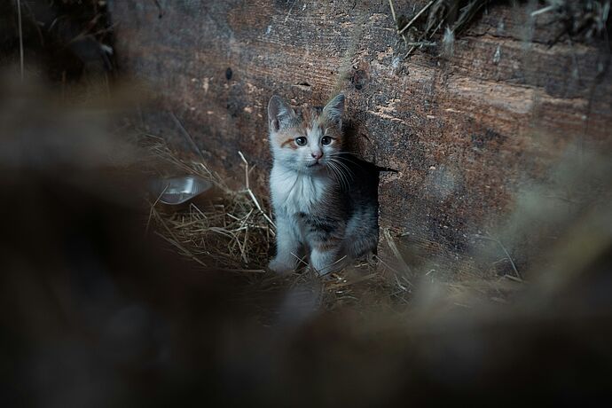 Hoffnung für heimatlose Katzen