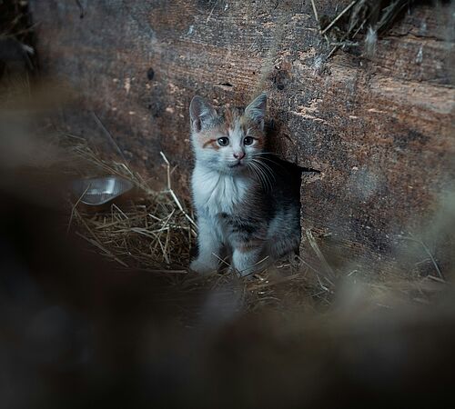Wer ist für verwilderte Katzen verantwortlich?