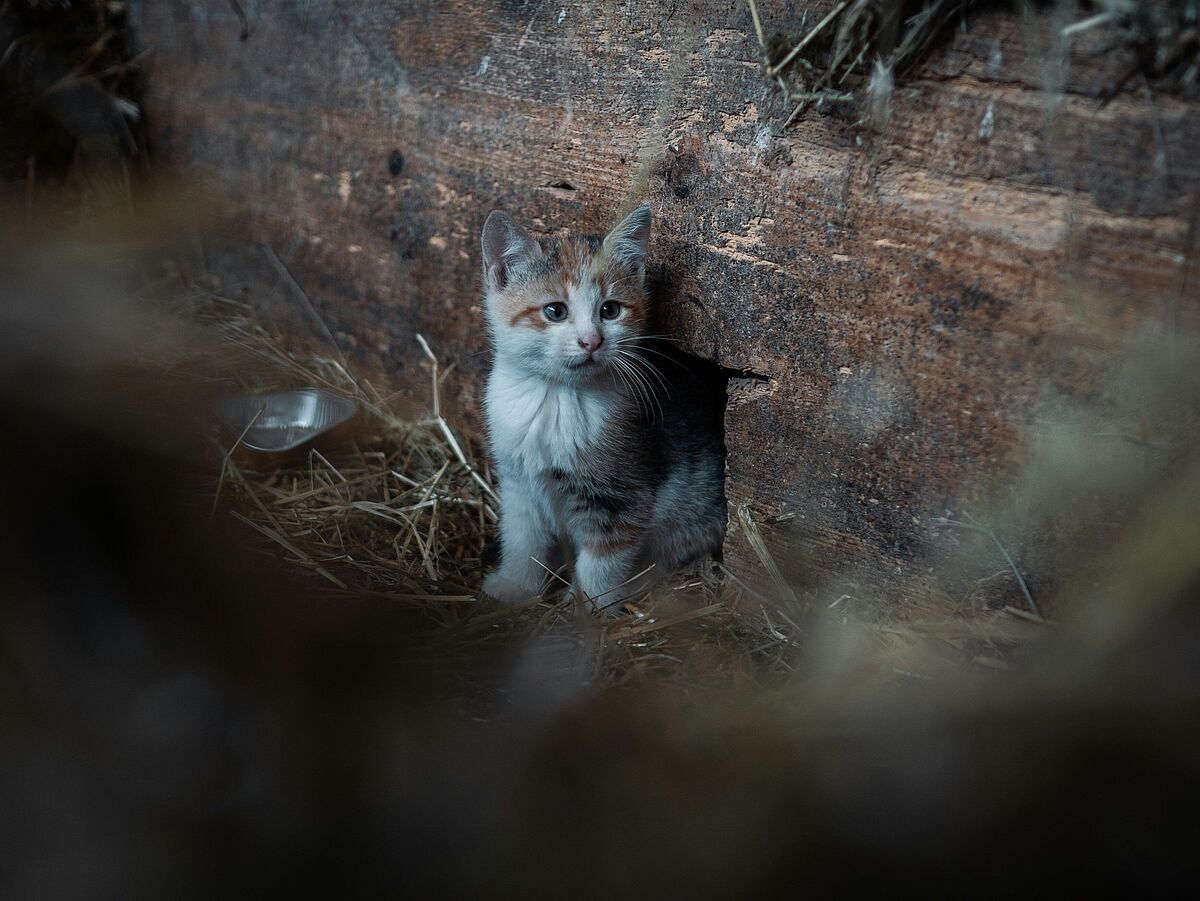 Katze auf dem Bauernhof