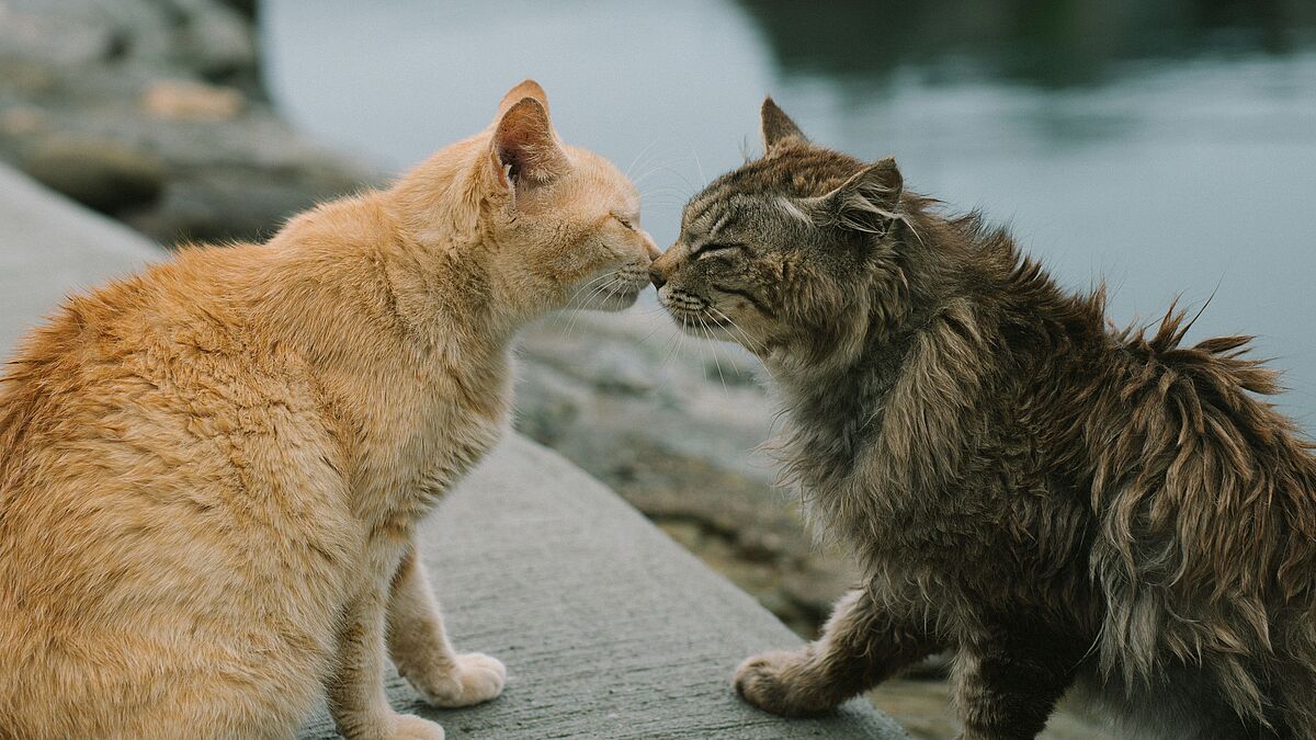 Heimatlose Katzen