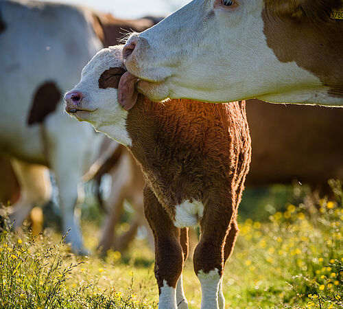 Vorurteile über Kühe