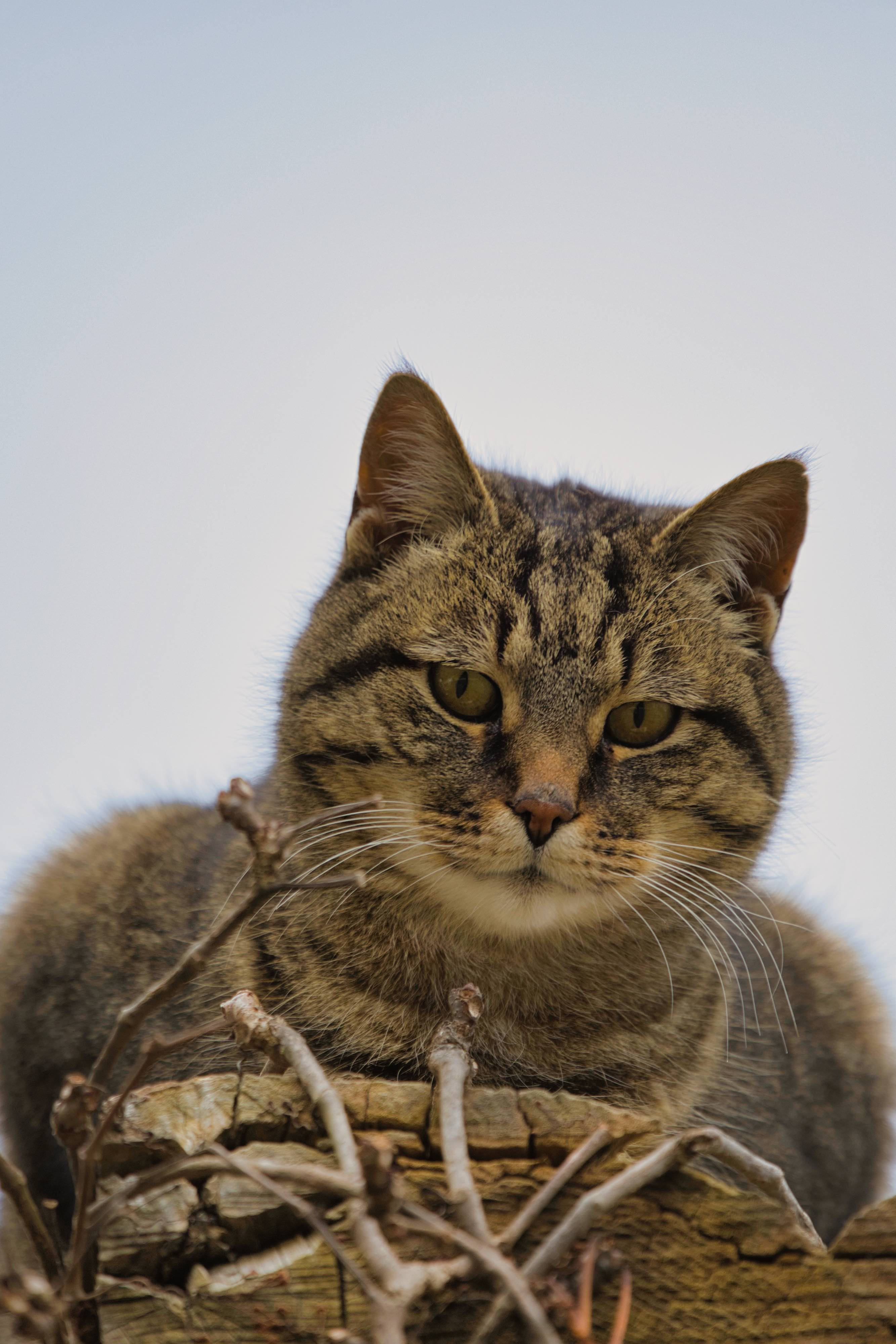 Strategiewechsel in der Katzenkastration ProTier