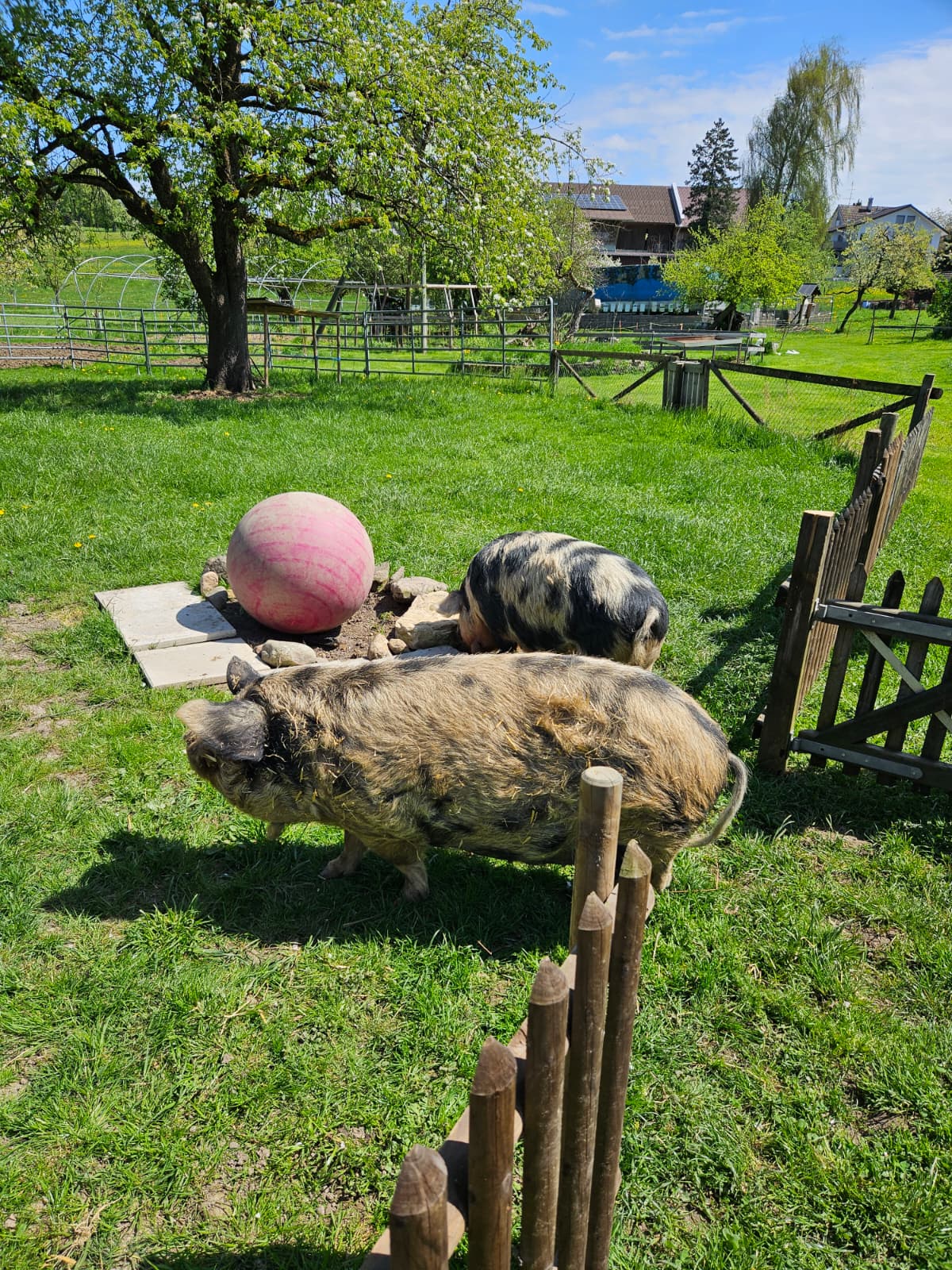 Ankunft Kune Kune