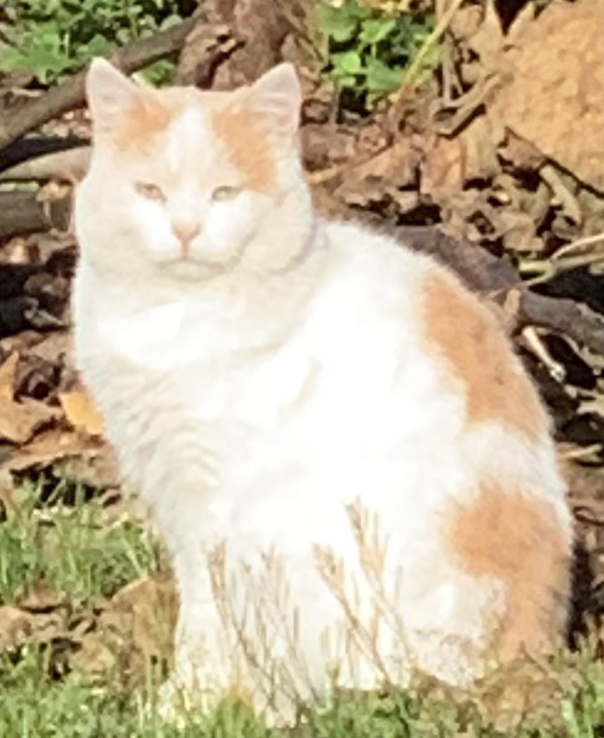 Kater Sony ist ProTier Botschafter für heimatlose Katzen